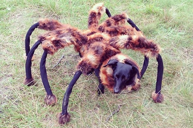 Według raportu YouTube, film o psie-pająku był najczęściej oglądanym niemuzycznym materiałem na świecie w tym roku.