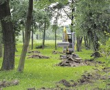 Dobczycki park zielenieje i pięknieje w oczach 