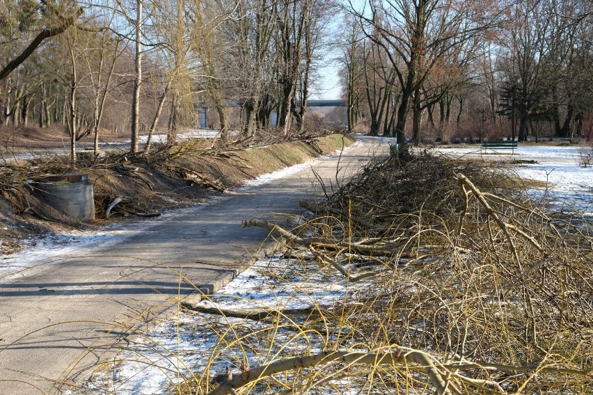 W styczniu 2016 roku Zarząd Zieleni Miejskiej zarządził...