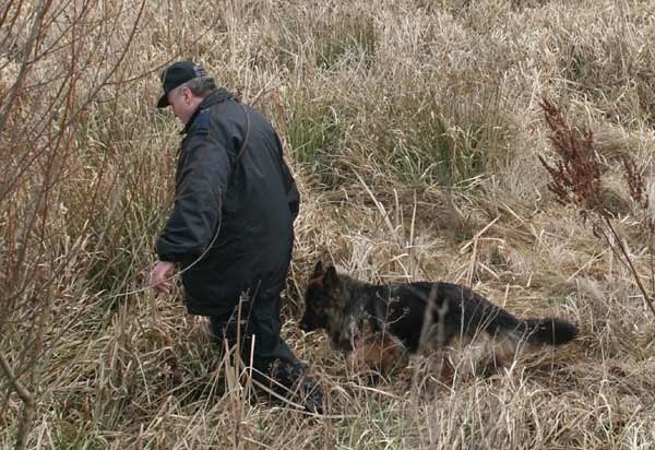 W poszukiwanych policjanci użyli psa tropiącego.