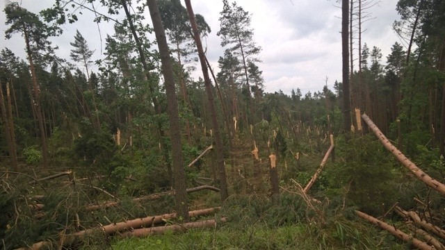 17 czerwca zniszczenia lasów od nawałnic odnotowano również...