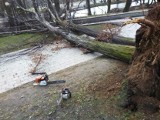 Wichura w Wodzisławiu Śl. i powiecie wodzisławskim łamała drzewa, porwała garaż, uszkodziła dach