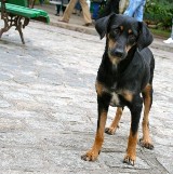 Ratusz chce, aby straż miejska po 18.00 wyłapywała bezdomne psy w Opolu