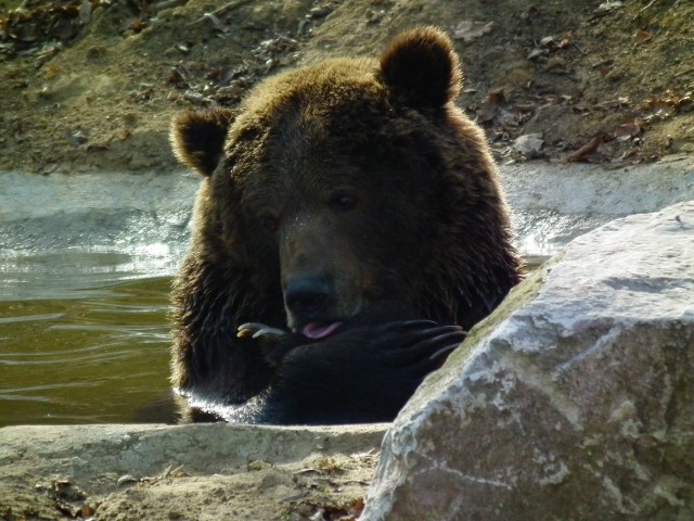 Zwierzęta w poznańskim zoo coraz częściej wychodzą na zewnętrzne wybiegi zaczerpnąć świeżego powietrza. Jednym z nich jest niedźwiedzica Gienia, który wybudziła się z zimowego snu. 