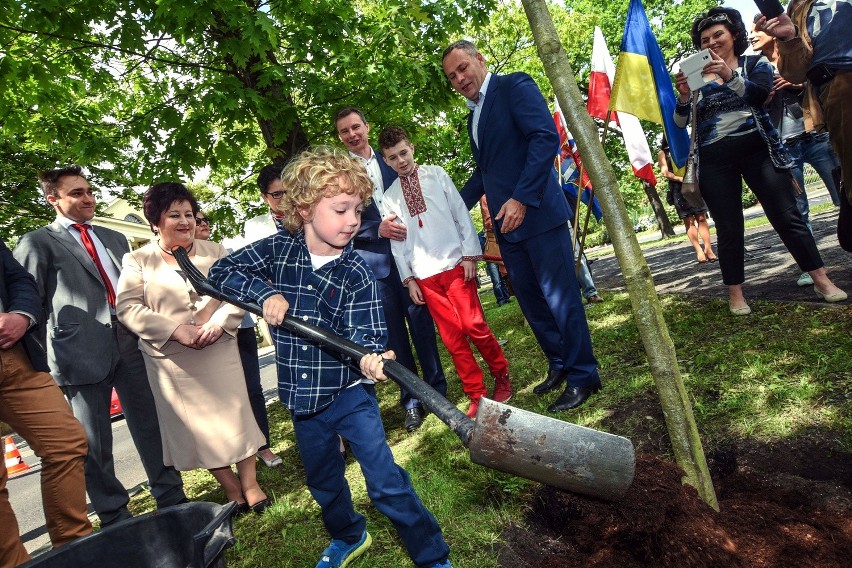 Dąb "Wolnej Ukrainy" posadzony w Alejach Ossolińskich w Bydgoszczy [zdjęcia]