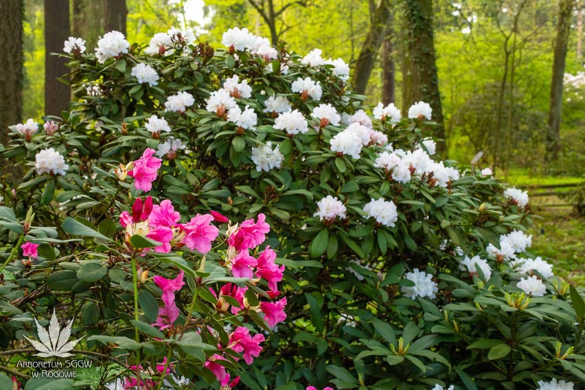 W rogowskim arboretum zakwitły magnolie. Rośliny zachwycają urodą!