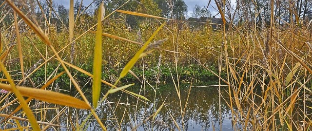 Staw w Miłakowie - miejsce znalezienia zwłok Jolanty M. z Bieniowa.