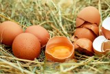 GIS ostrzega: Salmonella z grupy D na powierzchni skorupek jaj. Sprawdź, czy ich nie masz w lodówce