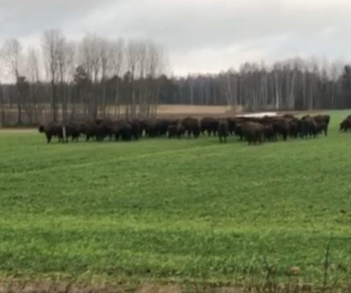 Podlaskie. Stado żubrów beztrosko pasło się na polu. Niezwykły widok [ZDJĘCIA, WIDEO]