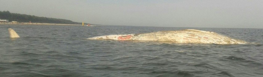 W Stegnie znaleziono martwego wieloryba [ZDJĘCIA, WIDEO]