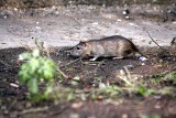 Szczury w Białymstoku to plaga. Gdzie są szczury w Białymstoku? MIESZKAŃCY WSKAZUJĄ MIEJSCA