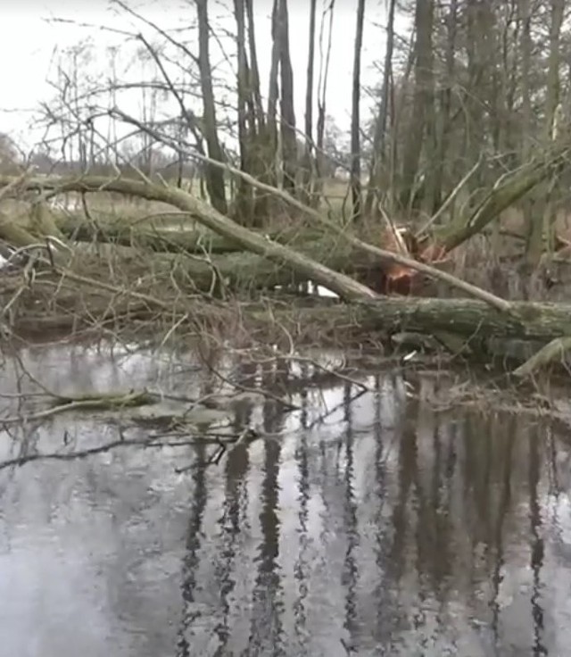 Śmieci i gałęzie sprawiają, że Chełmiczka wylewa na tereny wokół jeziora Ostrowitego