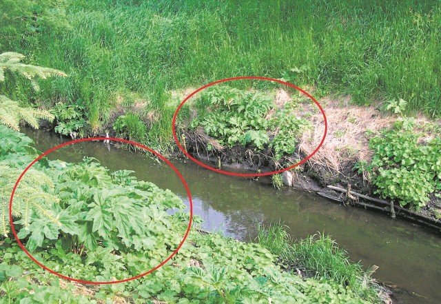 Barszcz lubi wilgotne okolice, a pochodzi z Kaukazu.  Do Polski został sprowadzony jako roślina pastewna i... lecznicza