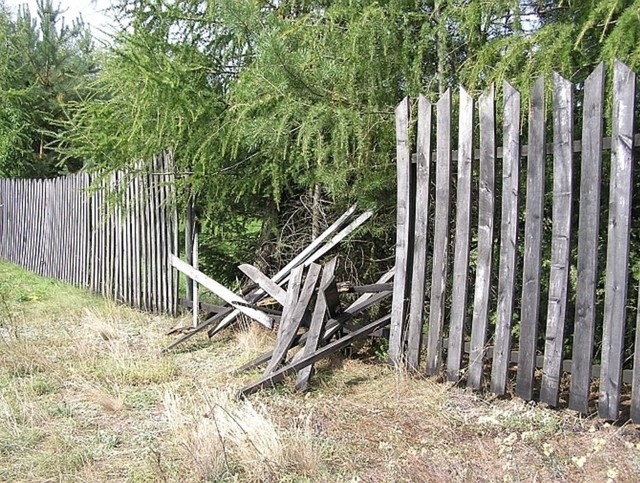 Martwego zwierzaka, którego odkopały dzieci na podwórku, adoptowano go kilka lat temu ze schroniska