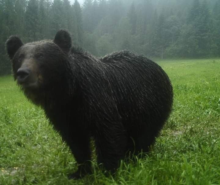 Przystanek Bieszczady Kazimierza Nóżki i Marcina Sceliny. Jesień...