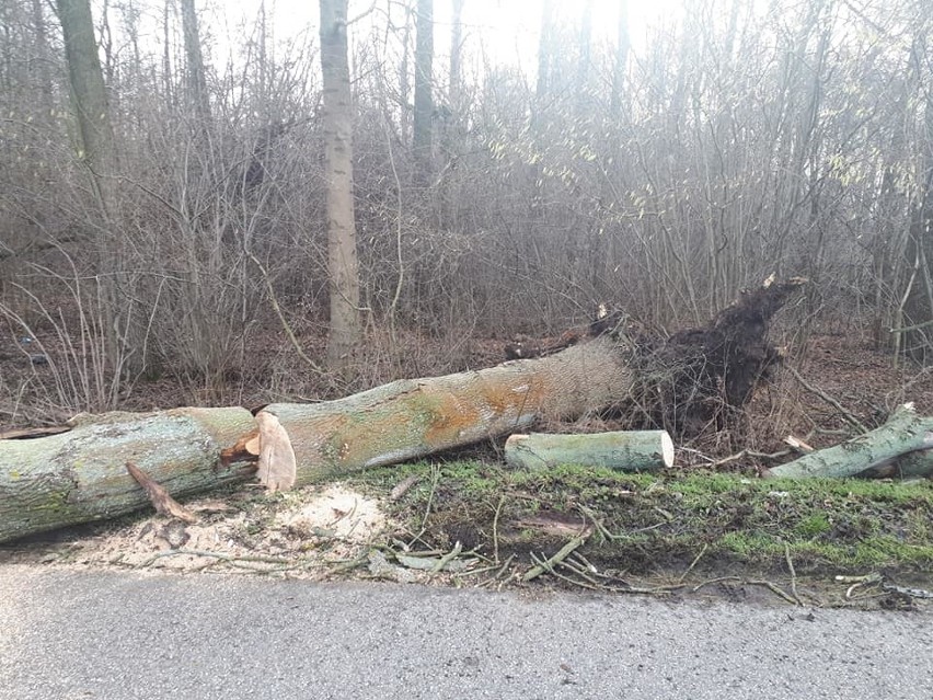 Powiat ostrołęcki. Mocno wiało. Strażacy usuwali drzewa powalone na drogi. 2.02.2020 [ZDJĘCIA]