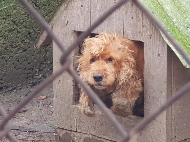 Gmina Myślenice. Obrońcy praw zwierząt alarmują w sprawie spanielki z Osieczan            