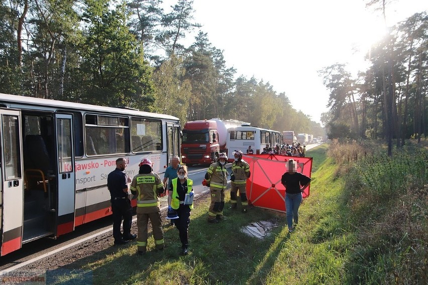 Wypadek pod Włocławkiem. Jeleń wpadł w autokar przewożący...