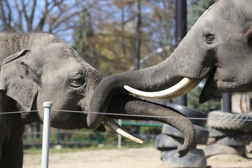 Oto mieszkańcy Śląskiego Ogrodu Zoologicznego....