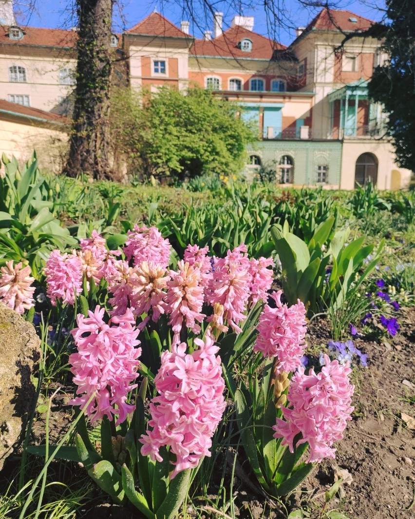 Wybierz się na wycieczkę do Łańcuta i zobacz przepiękne kwiatowe rabaty wokół zamku i kwitnące magnolie [ZDJĘCIA]
