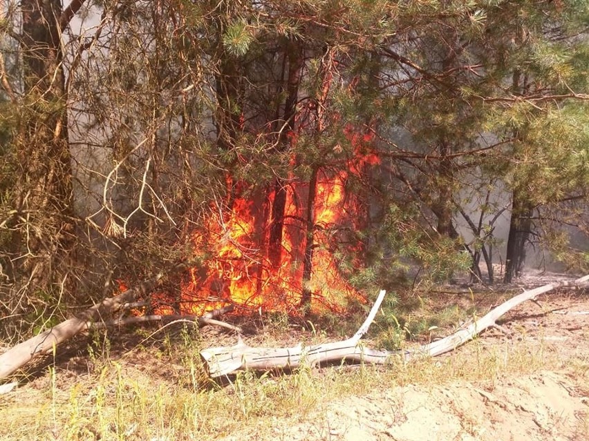 Pożar lasu w okolicy miejscowości Waniewo w gminie Narew