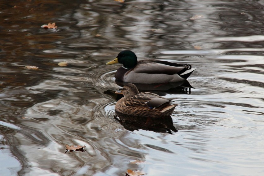 Tak wygląda park Zielona w jesiennych barwach