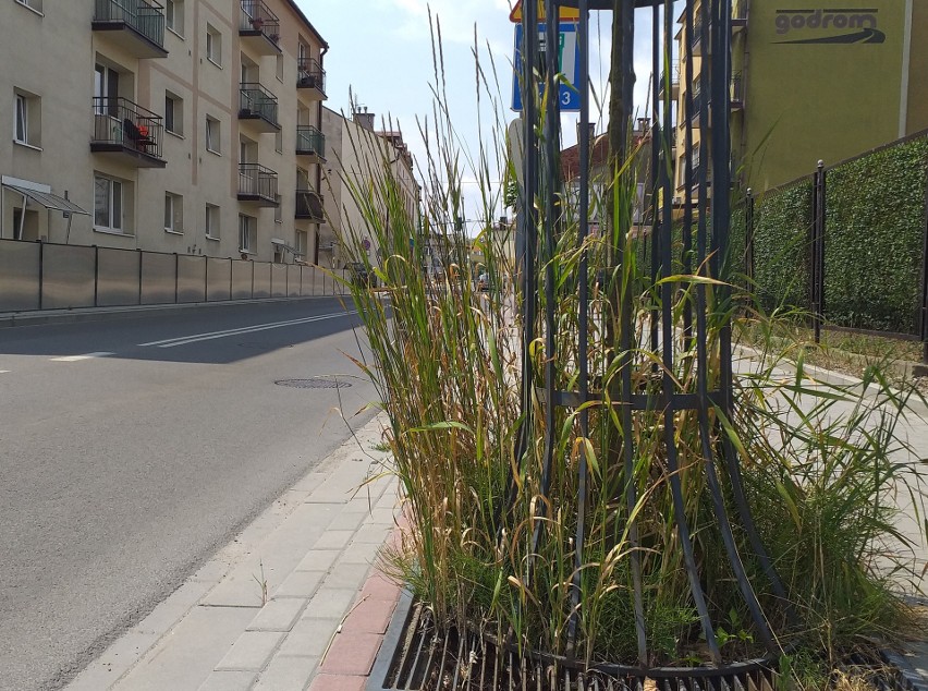 Powiatowa ulica w centrum miasta wygląda, jak zachwaszczona łąka