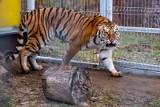 Tygrysy z zoo w Poznaniu wyjadą do Hiszpanii. W sobotę zoo z tego powodu będzie zamknięte