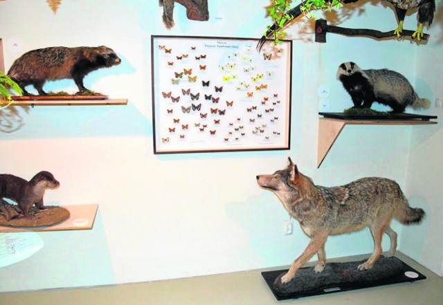 Fragment ekspozycji w Muzeum Regionalnym, z motylami i zwierzętami leśnymi, tu beda warsztaty „Ulotne motyle”
