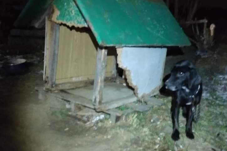Policjant z powiatu świeckiego adoptował psa, którego właściciel zginął w wyniku pożaru