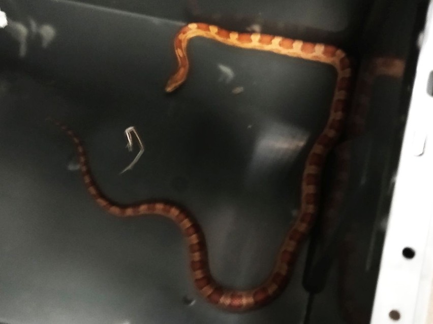 Ten wąż zbożowy został znaleziony w "Żabce" na ul. Kossaka i...