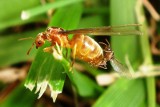 Latające mrówki w Katowicach, Chorzowie i Sosnowcu to plaga. Co lata w powietrzu? To hurtnice w okresie godowym