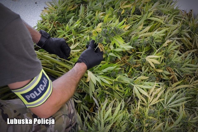 Krośnieńscy policjanci zabezpieczyli narkotyki o wartości prawie pół miliona złotych.
