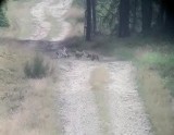 Proboszcz miasteckiej parafii nagrał w lesie bawiące się młode wilki (wideo) 