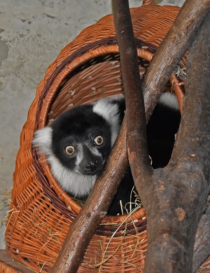 Niespodzianka w zamojskim zoo. Lemurza "emerytka" została mamą