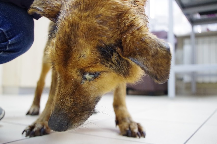 Interwencja w Janikowie koło Przysuchy. Pies na granicy śmierci głodowej uratowany 