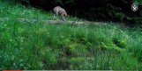 Wilki w Beskidzie Żywieckim: Drapieżniki wpadły w wideopułapkę [FILMIK, ZDJĘCIA]