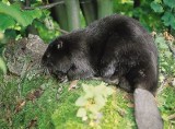 Makabra - znaleziono dziewięć otrutych bobrów!