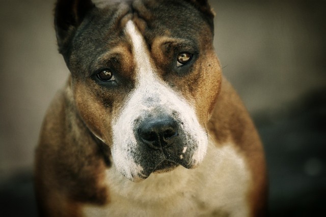 Amstaff zmarł z wygłodzenia, drugi był wycieńczony.