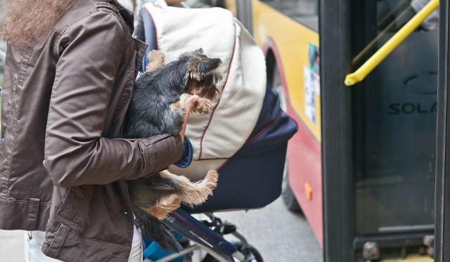 Pasażerka chciała wejść do autobusu z małym psem bez kagańca. Kierowca KZK  GOP zabronił | Dziennik Zachodni