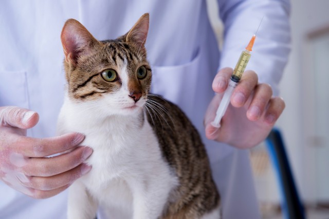 Główny Lekarz Weterynarii, w oparciu o rosnącą liczbę chorych zwierząt, także domowych, apeluje o szczepienie przeciwko wściekliźnie również kotów.