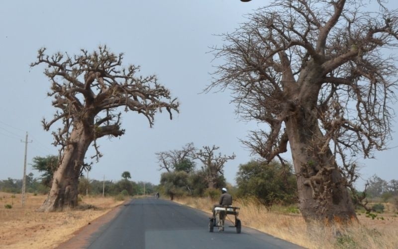 Senegal. Polowanie na ptaki, zwierzęta i&#8230; baobaby