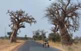 Senegal. Polowanie na ptaki, zwierzęta i&#8230; baobaby