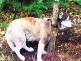 Bestia: zostawił psa przywiązanego w lesie do drzewa 