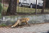 Lisy znów w mieście, tym razem w Bronowicach 