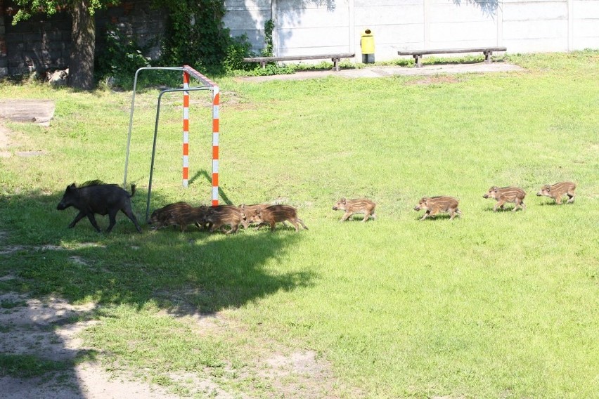 Zabawa na festynie rodzinnym przerwana przez... dziki