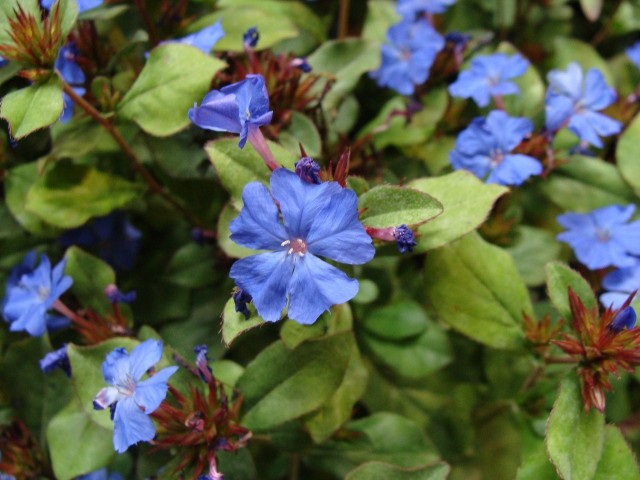 Zawciągowiec jest atrakcyjną krzewinką o intensywnie niebieskich kwiatach.