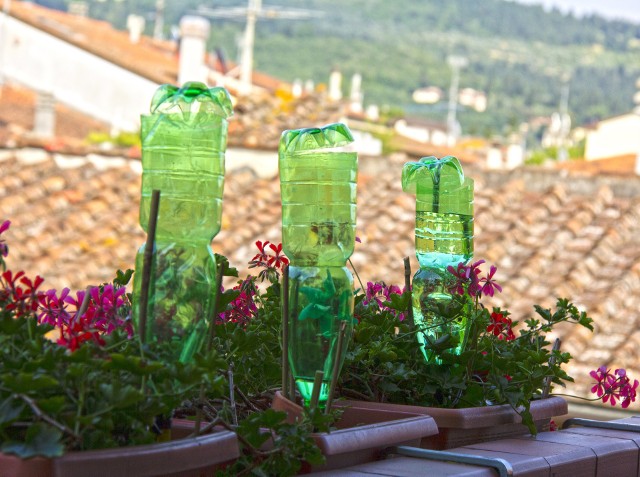 „Urządzenie” do nawadniania roślin można zrobić z plastikowej butelki po wodzie mineralnej. Do aplikowanej w ten sposób wody można dodać również nawóz.
