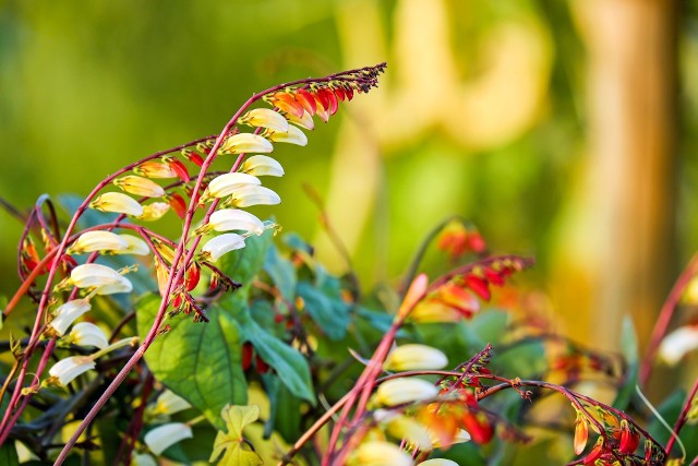 Wilec klapowanyWilec klapowany (mina) to bardzo ładne i niezbyt wymagające pnącze, które można uprawiać w ogrodzie i na balkonie.