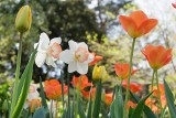 Te kwiaty cebulowe rozkwitną wiosną, ale posadź je we wrześniu! Sprawdzą się nie tylko tulipany. Co wybrać i jak głęboko sadzić cebule? 